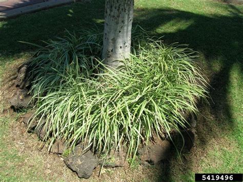 Creeping Liriope Liriope Spicata