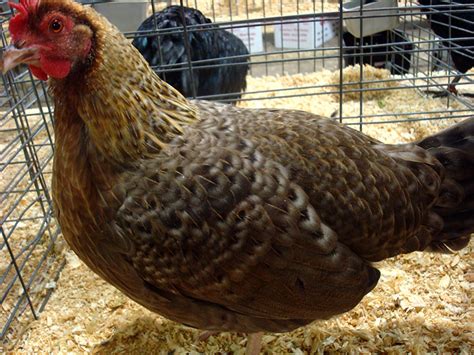 7 Feather Patterns to Fancy Up Your Flock - Hobby Farms