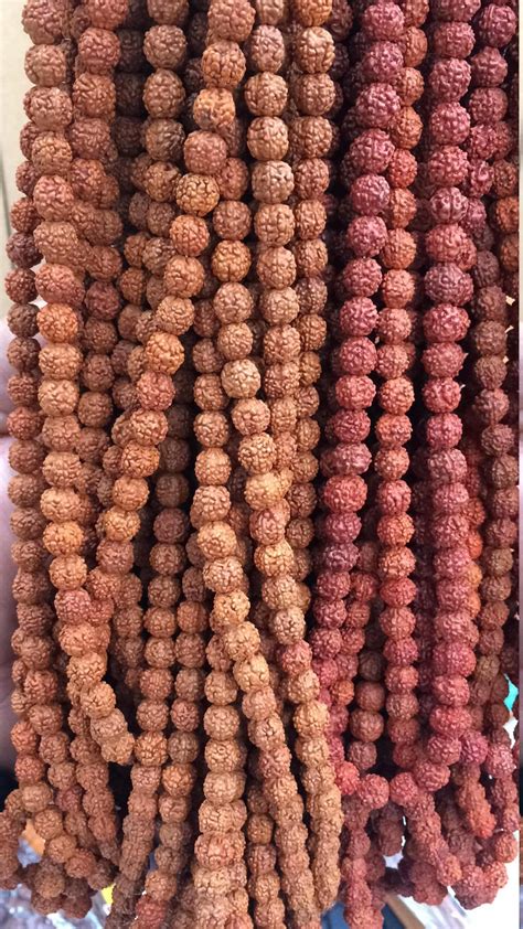 Rudraksha Beads Natural Rudraksha Beads Mm Loose Rudraksh Etsy Uk