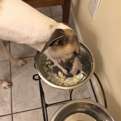 Can Dogs Eat Cottage Cheese? What You Need to Know - Spoiled Hounds