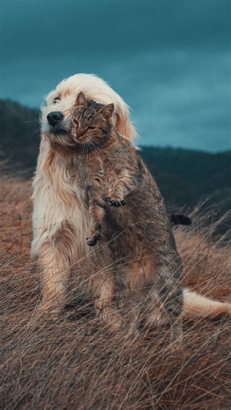 Veterin Ria D Dicas Para Garantir A Prote O E Bem Estar Do Seu Pet