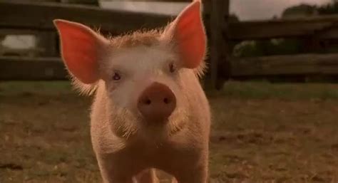 Yarn Growling Babe Video Clips By Quotes Db D