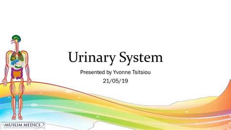 Ppt Urinary System Powerpoint Presentation Free Download Id 474553