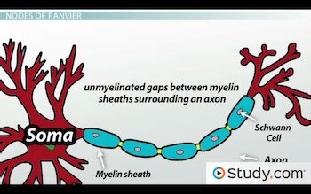 Nodes Of Ranvier Function - cloudshareinfo