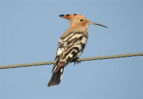 Eurasian Hoopoe Wildlife Of GoodEarth Malhar Bangalore