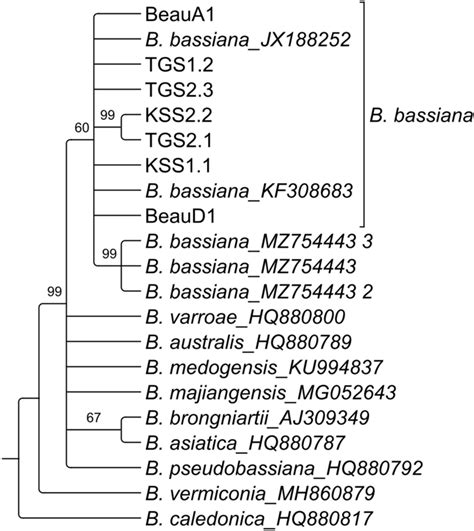 Maximum Likelihood Phylogenetic Tree Of The Its Data Set Of 1000