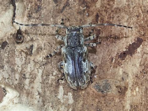 Coptops Annulipes Gahan Mm Cerambycidae Lamiinae Flickr