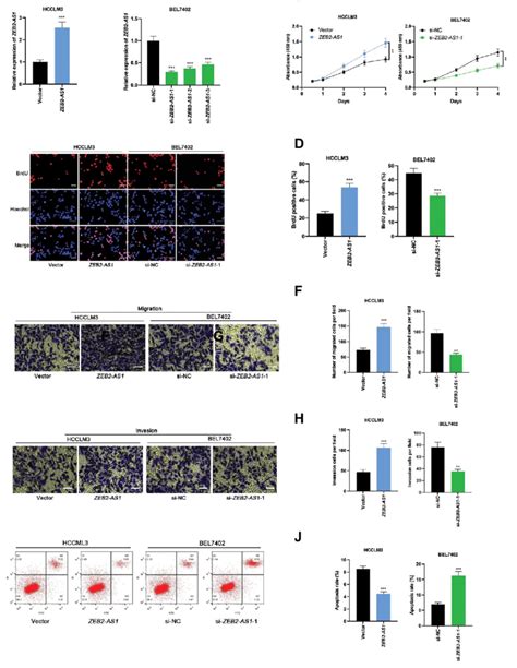 Effects Of Zeb2 As1 On Hcc Cell Proliferation Migration Invasion And