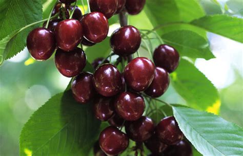 Northwest Cherry Growers Joe Produce Produce Jobs Produce Careers