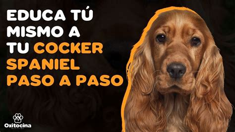 Cómo adiestrar un Cocker Spaniel Americano cachorro gratis Blog de