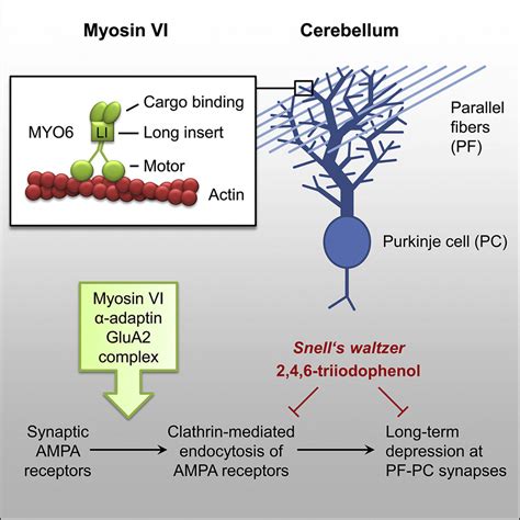 Myosin VI Drives Clathrin Mediated AMPA Receptor Endocytosis To