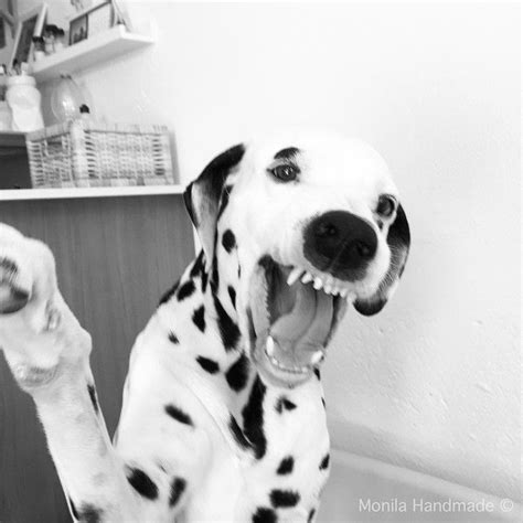 Dalmatian Smile Spotty Dog Dalmatian Dogs Dalmatian Puppy