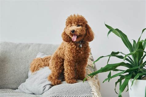 449+ Poodle Names: BEST Options For Your Pup - Blog Of Tom