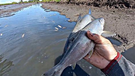 Begini Serunya Berburu Ikan Ketika Air Tambak Sudah Surut YouTube