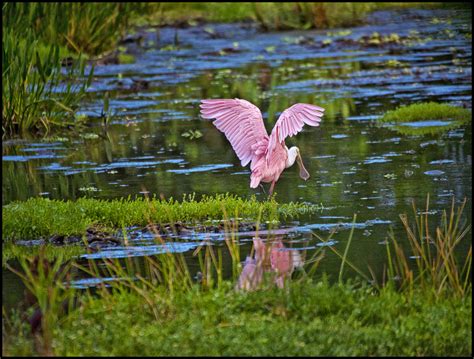 Everglades Wildlife | Raymond Gehman Photography