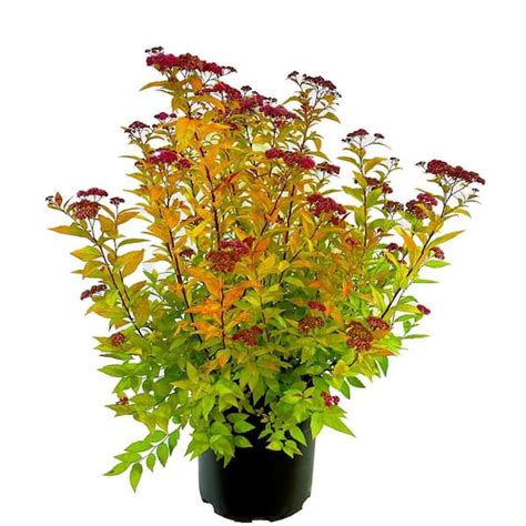 Gal Goldflame Spiraea Live Shrub With Reddish Pink Blooms O