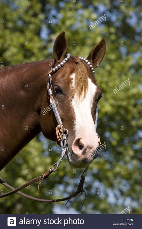 Horse Turning Head High Resolution Stock Photography And Images Alamy