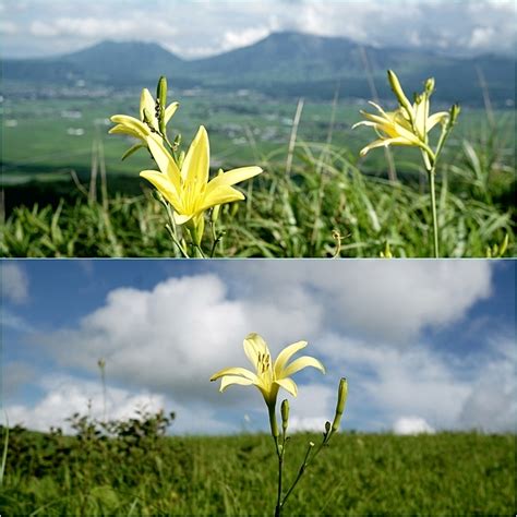 九重山麓（大船林道、小田の池）＆阿蘇原野花散策・・・10330 そうだ！山に登ろう