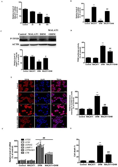 Malat1 Is An Upstream Signaling Molecule That Activates The