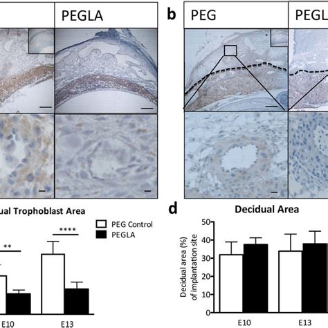 Lif Inhibition During Placental Development Reduced Invasive Decidual