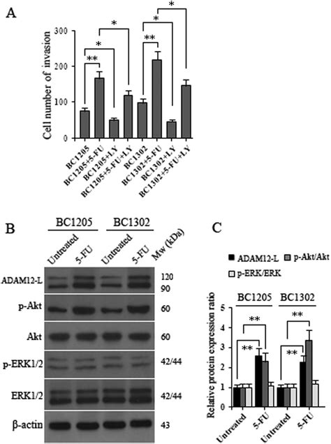 Expression Of Adam12 L And Pi3kakt In 5 Fu Induced Primary Breast Download Scientific Diagram