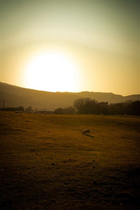 Grass Field During Sunset · Free Stock Photo