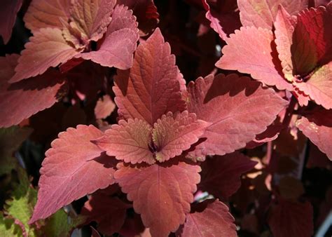 Sun Coleus Offers Colorful Foliage All Summer Long Mississippi State