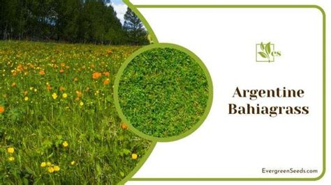12 Most Expensive Grass Varieties: The Grass That's Worth It ...