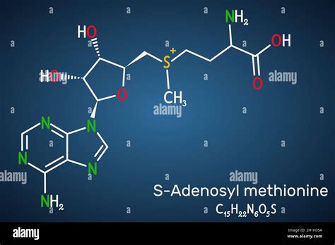 S Adenosyl Methionine Sam E Sam Molecule It Is Sulfonium Betaine
