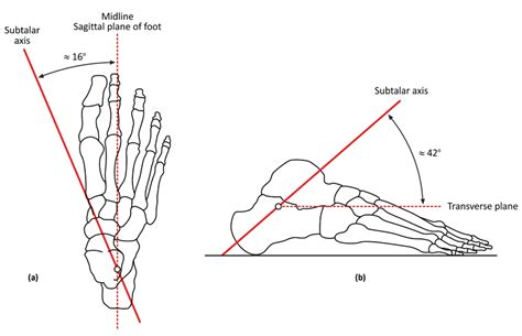 Sagittal Axis Of Rotation