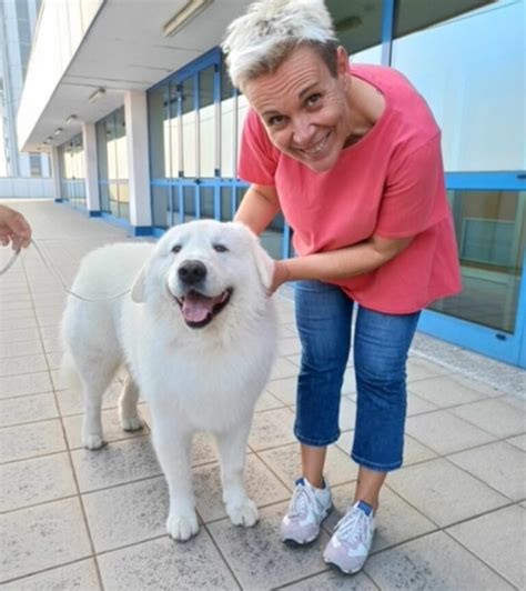 Eccolo è lui il cane più bello del mondo si chiama Cafaggio e vive in