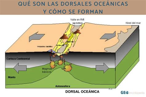 Qu Son Las Dorsales Oce Nicas Y C Mo Se Forman Resumen