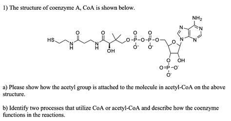 1 The Structure Of Coenzyme A Coa Is Shown Below Nh2 Hs Oh Oh Op 0