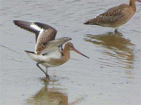 Friday Th August Cornwall Birds Cbwps