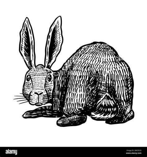 Hare drawing hi-res stock photography and images - Alamy