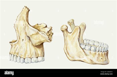 Los Huesos Maxilares Superior E Inferior La Ilustración Fotografía De