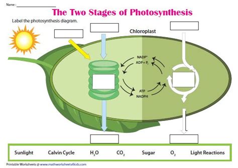 dark reaction  photosynthesis remingtonjoysschultz