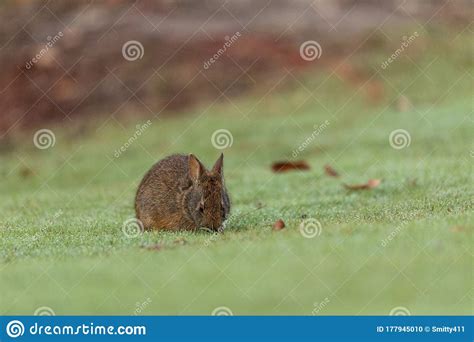 Baby Florida Marsh Rabbit Sylvilagus Palustris Stock Photo Image Of