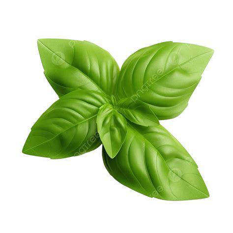 Fresh Basil Sprinkle PNG Vector PSD And Clipart With Transparent