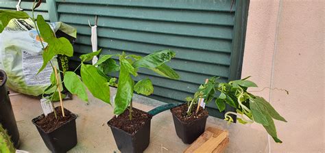 Banisteriopsis Caapi Psychotria Viridis And Passiflora Just Arrived