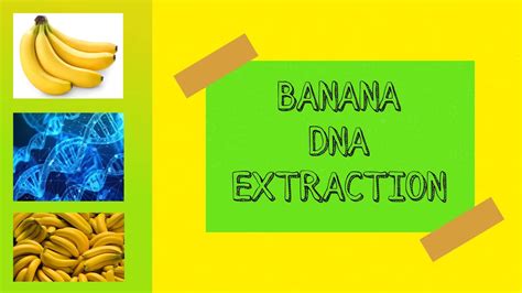 Banana Dna Extraction Clarence Youtube