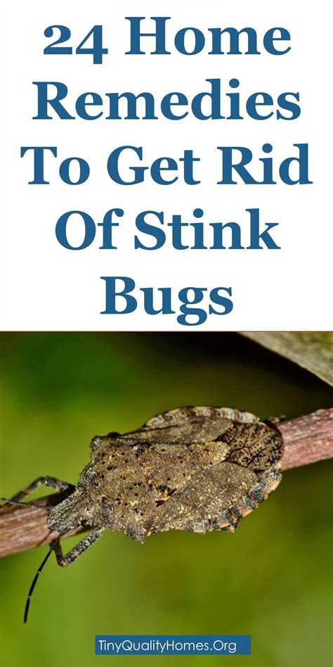 24 Home Remedies And Repellents To Get Rid Of Stink Bugs In 2020 Stink Bugs Green Stink Bug