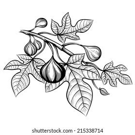 Fig Tree Realistic Vector Sketch Stock Vector (Royalty Free) 215338714