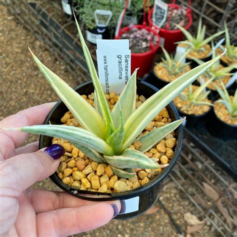 Sansevieria Gracillima Variegata Hamilton S World Of Cacti