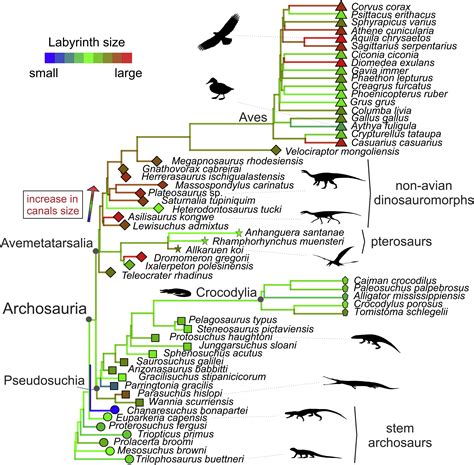 Deep Evolutionary Diversification Of Semicircular Canals In Archosaurs