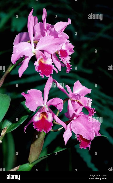 Botany Cattleya Species Cattleya Labiata Flowers Flower Orchid