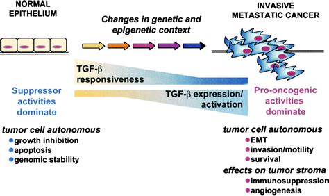 The Two Faces Of Transforming Growth Factor In Carcinogenesis Pnas