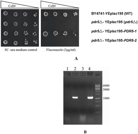 Drug Resistance Assays With Pdr Variants A Cell Growth On