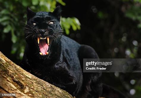 Black Panther Roar Photos and Premium High Res Pictures - Getty Images