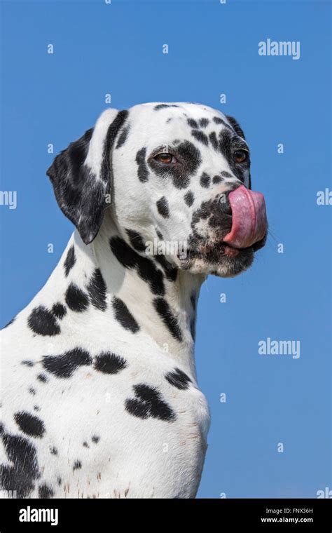 Hund lecken Fotos und Bildmaterial in hoher Auflösung Alamy